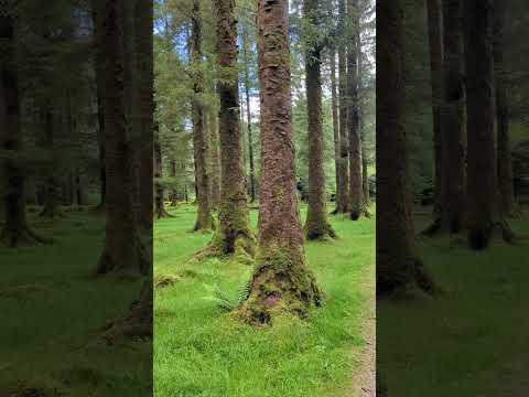 Beautiful Forest in Gougane Barra National Forest Park | County Cork, Ireland