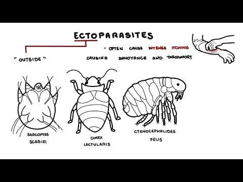 Parasites Overview