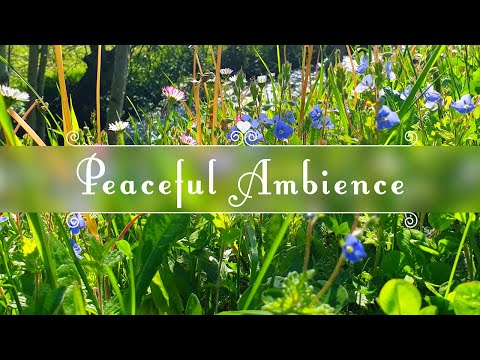 The Peace of a Summer Afternoon by a Gentle River 🌳Healing Forest Ambience that make you feel Fresh