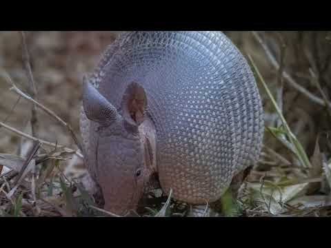 Armadillos Like You’ve Never Seen Them Before! #ArmoredAnimals #Armadillos #WildlifeTrivia