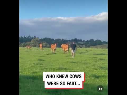 Who knew cows were so fast 😂😂😂 #Funny #Fail