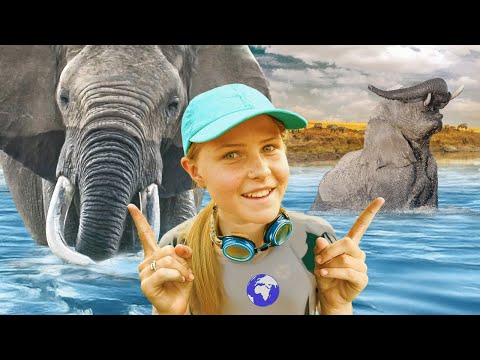 Swimming With Elephants! 🐘