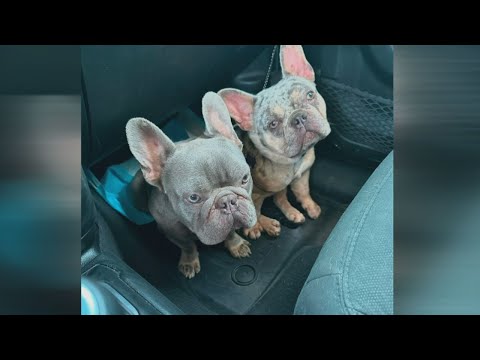 Woman describes hearing her dogs scream as robbers stole them from backyard