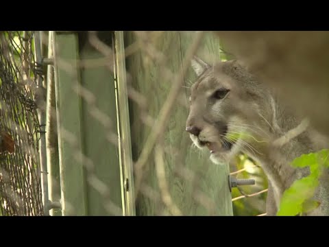 Save the Florida Panther Day encourages, celebrates local conservation efforts