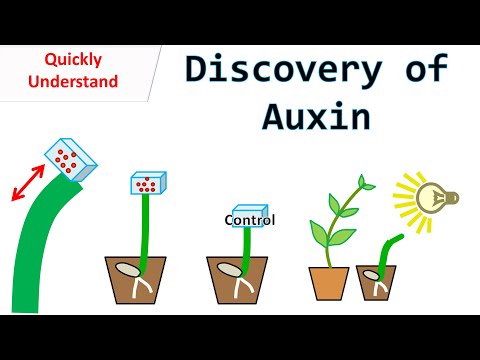 Discovery of Auxin