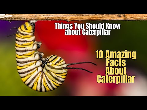 🦋 10 Amazing Facts About Caterpillar 🐛 Everything You Didn't Know about Caterpillars