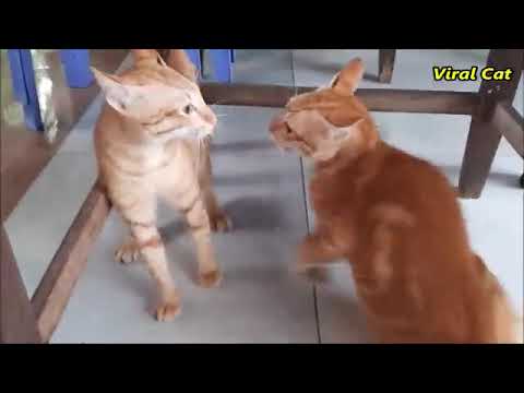 Two cats fighting, very funny moment.