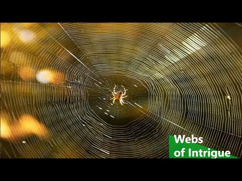 Webs of Intrigue (Nature Documentary)