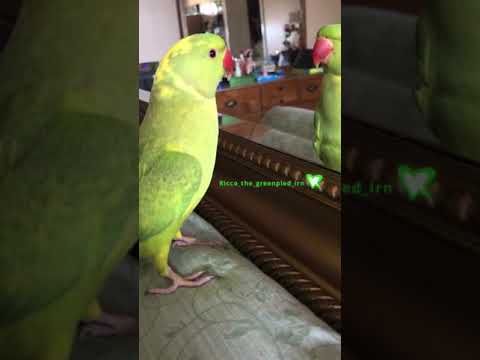 PEEKABOO FUNNY PARROT #Shorts  🐾 Shorts Funny Animals 😹 Shorts Animals#Shorts Cats