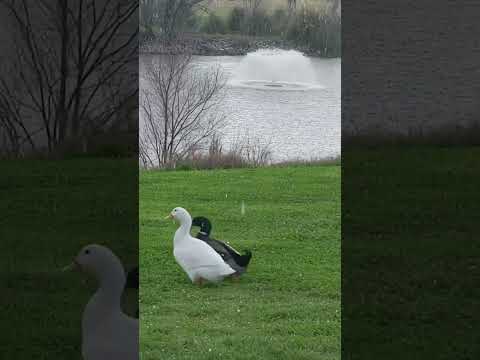 Ducks run through a hailstorm in Sacramento