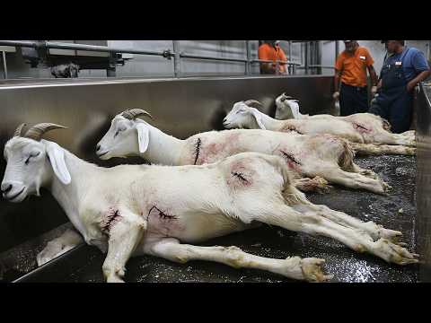 Millions Of Farm Animals Are Being Processed This Way Inside Factory - Processing Factory