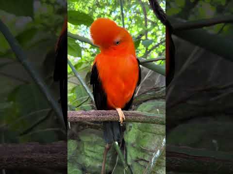 Look at this beautiful Andean Cock-of-the Rock has magnificent markings and colors! 🐦