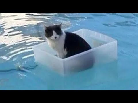 Cats Playing in Water Compilation | New Funny Videos 2025 | Wait for end 🤣🤣🤣