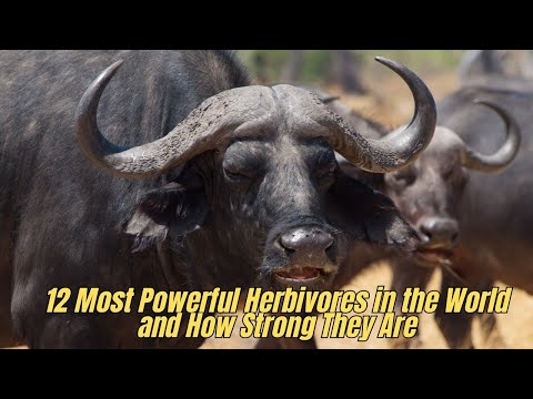 ❌ 12 Most Powerful Herbivores in the World and How Strong They Are 🚫