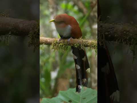 Squirrel Cuckoo #shorts