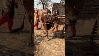 Old culture of village life Punjab