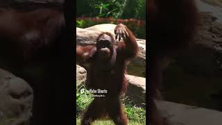 Orangutan    Animal Planet    BBC Earth    Wildlife