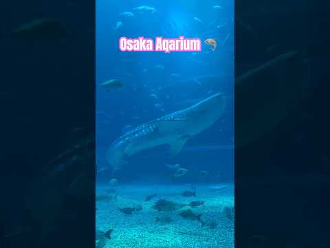 🦈Osaka Aquarium #japan #travel #travelvlog #shark #aquarium #explore #letsgo #adventure #fun #fish