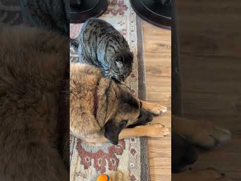 Cat likes to whisper in the dogs ear #adorable #pets