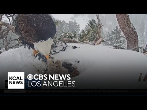 One of Big Bear eagle couple's hatchlings appears to be missing from nest