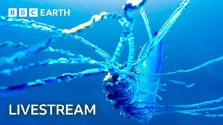 🔴 LIVE: Two Hours of Amazing Animal Moments | BBC Earth