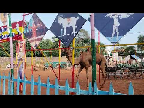 Camel At Circus, #mudalur