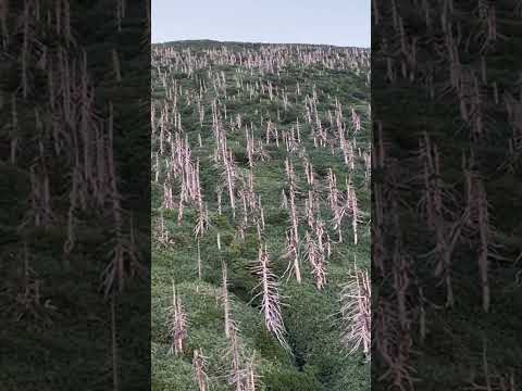 枯れ果てた山頂