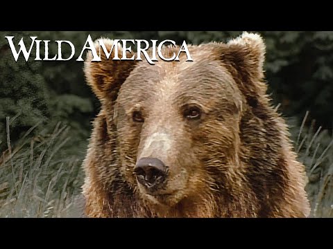 Wild America | S5 E8 The Man Who Loved Bears Part 2 | Full Episode HD