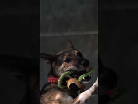 Dog Catching Toy In The Air Slow Motion🐕😮 #shorts