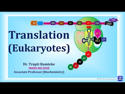 12: Translation in Eukaryotes | Molecular Biology | Biochemistry | N'JOY Biochemistry