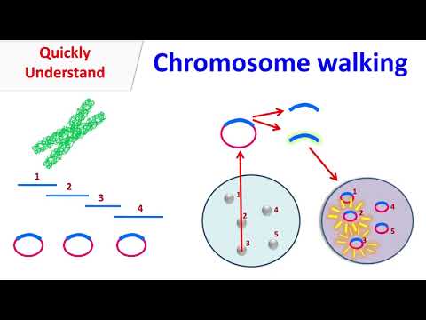 Chromosome walking