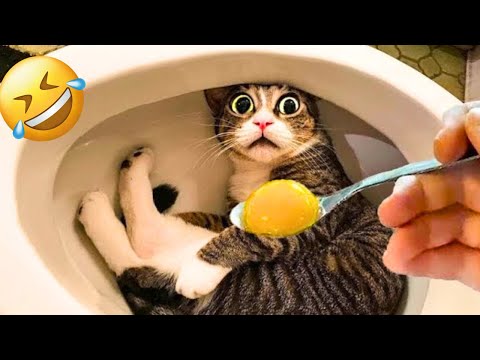 Try Not to Laugh Cats and Dogs 🐶🐱 | Funny Animal Videos