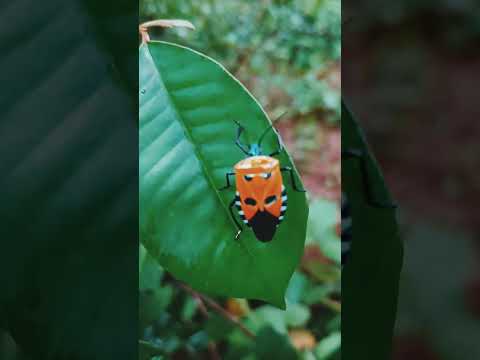 Mazha Horror Song. മഴയും പിന്നെ ഒരു പേടിപ്പെടുത്തുന്ന പാട്ടും