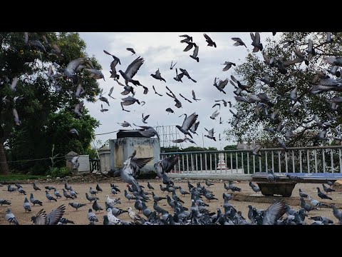 Pigeon flying slow motion video