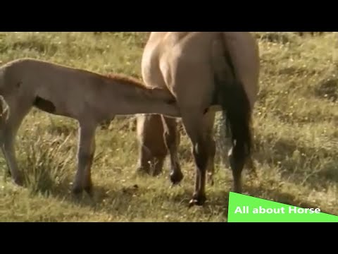 All about Horse - Nature/Wildlife Documentary