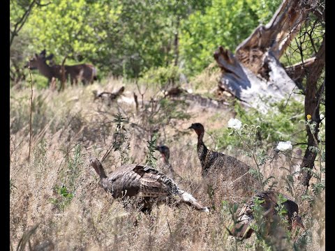 Mule Deer does feeding in Turkey creek Mothers Day May 12 2024