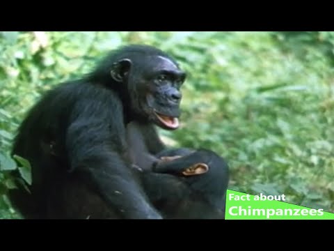 Fact about Chimpanzees (Nature Documentary)