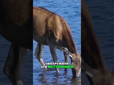 🇷🇺 Цапля захватывает мгновение! 🦅 Изумительная борьба с чайкой! 💥