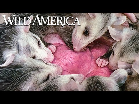 Wild America | S1 E1 All American Animals | Full Episode HD