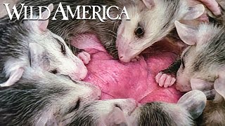 Wild America | S1 E1 All American Animals | Full Episode HD