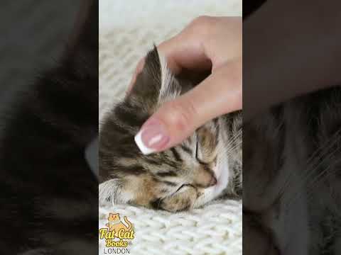 Lullaby for babies to sleep, #song #cats #cat#shortvideo#shortsviral #shorts#catlover #catvideos