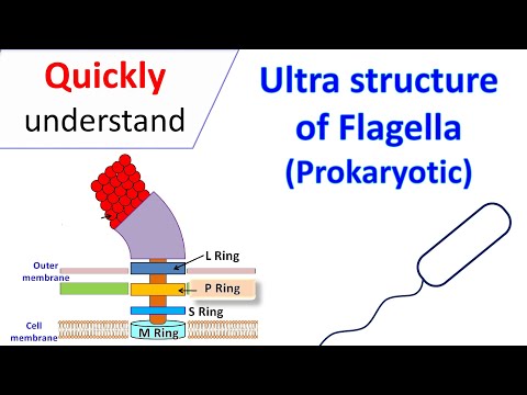 Ultra-structure of Flagella (Prokaryotic)