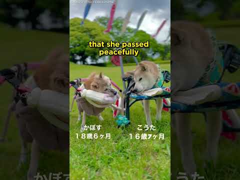 Doge Meme Shiba Inu, Kabosu, Passes Away at 18 #dogs