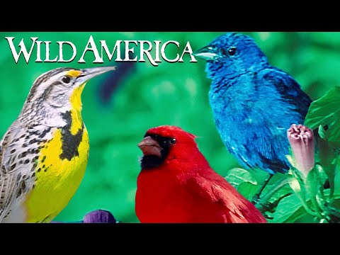 Wild America | S2 E4 Call To Courtship | Full Episode HD