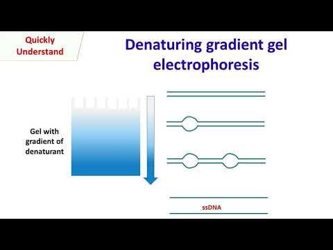 Denaturing gradient gel electrophoresis