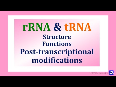 10: Ribosomal RNA, Transfer RNA: Structure, Function, Post-transcriptional Modifications