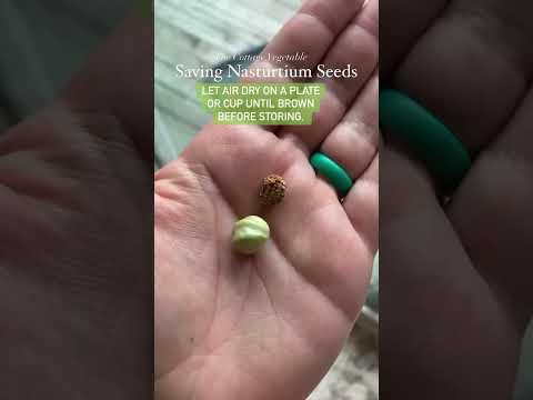 How to save nasturtium seeds!🌸 #seedsaving #cottagegarden #pollinatorgarden