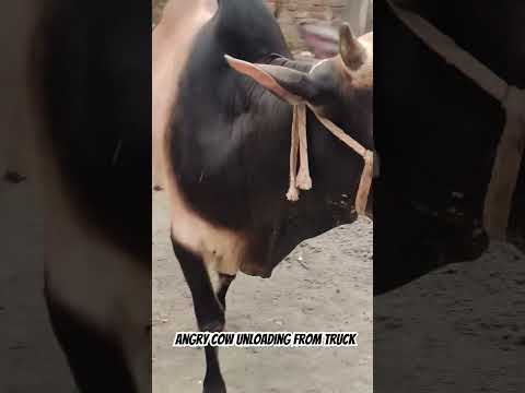 পাগলা গরু আনলোডিং 🐮 full Vlog on my channel! 👀