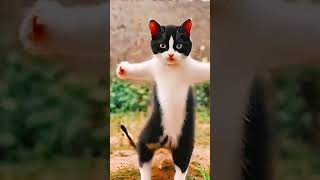 Cats Dancing To Hilarious Music