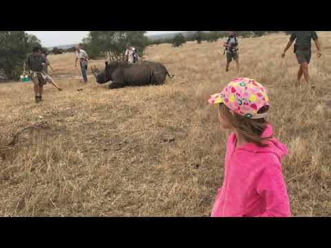 Brooke And The Rhino! 🦏